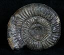 Inch Dactylioceras Ammonite - Great Britain #4234-1